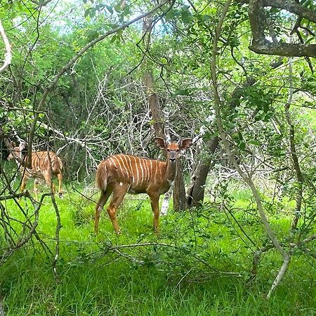 Hideaways Lazuli Bush Lodge, Hluhluwe Zewnętrze zdjęcie