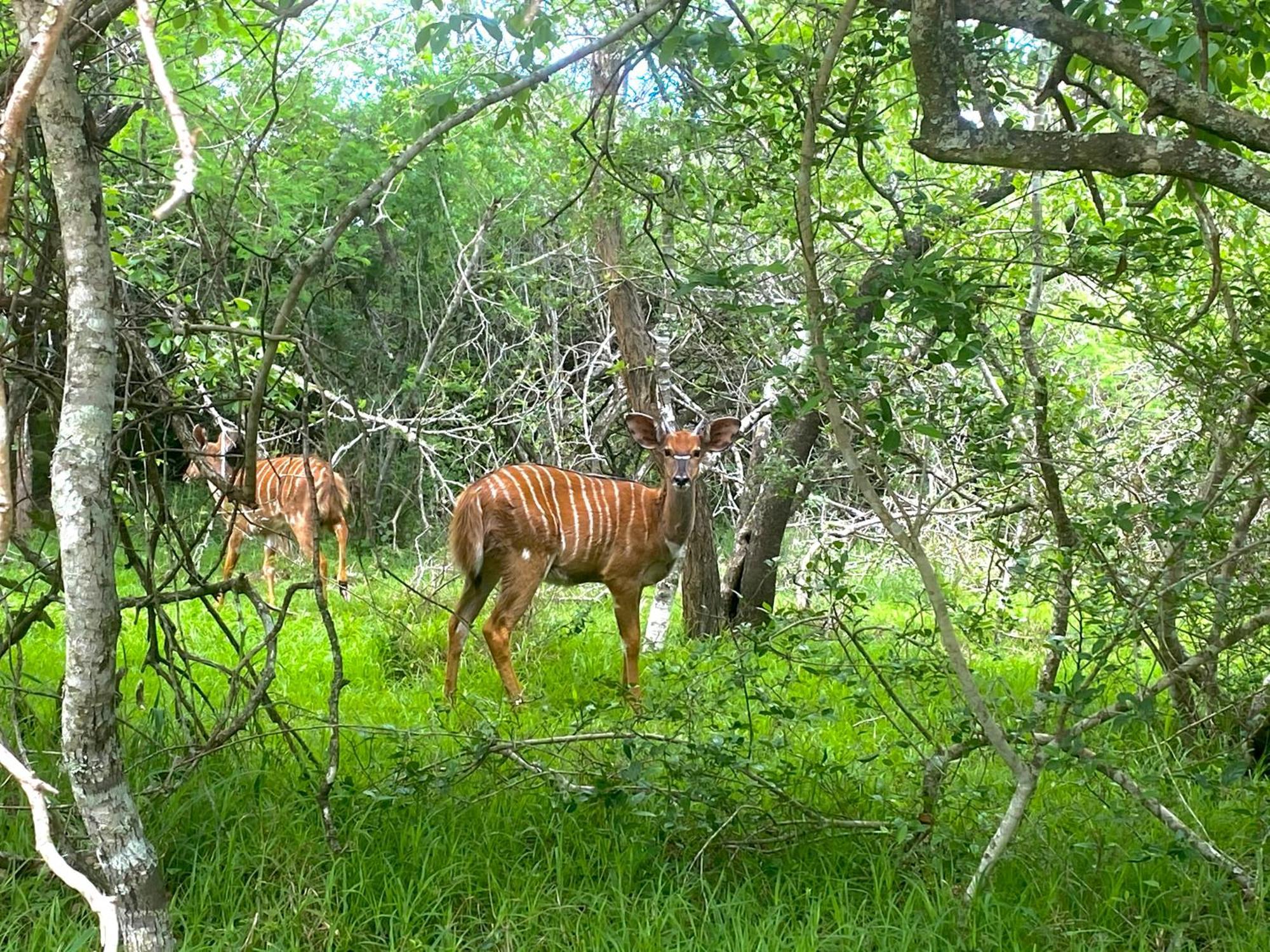 Hideaways Lazuli Bush Lodge, Hluhluwe Zewnętrze zdjęcie